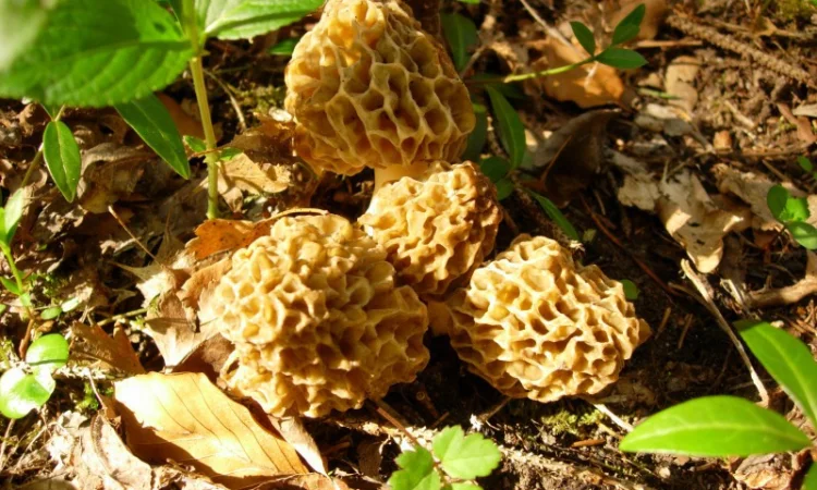 Мицелий Сморчок обыкновенный для выращивания грибов на участке высылаю новой почтой - фото № 6