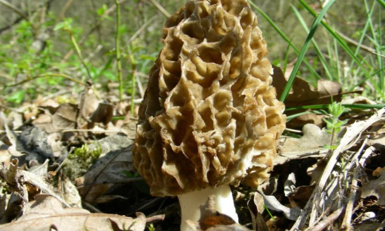 Мицелий Сморчок обыкновенный для выращивания грибов на участке высылаю новой почтой - фото № 7