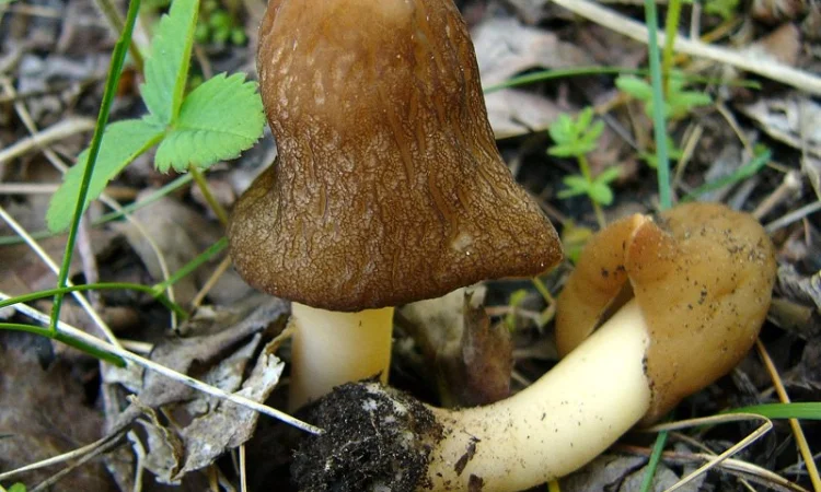 Мицелий сморчков разных видов. Семена сморчковой шапочки конической для ваших огородов - фото № 1