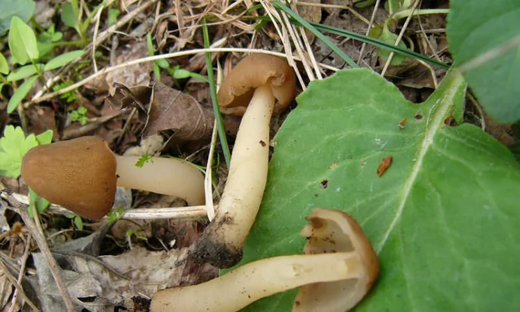 Мицелий сморчков разных видов. Семена сморчковой шапочки конической для ваших огородов - фото № 1