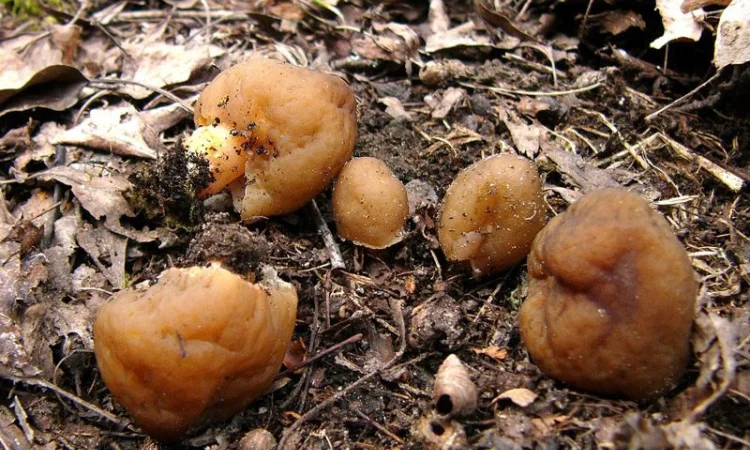 Мицелий сморчков разных видов. Семена сморчковой шапочки конической для ваших огородов - фото № 2