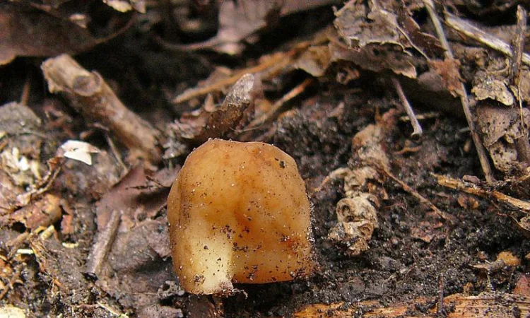 Мицелий сморчков разных видов. Семена сморчковой шапочки конической для ваших огородов - фото № 3