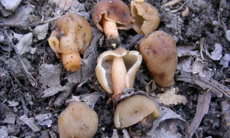 Мицелий сморчков разных видов. Семена сморчковой шапочки конической для ваших огородов - фото № 5