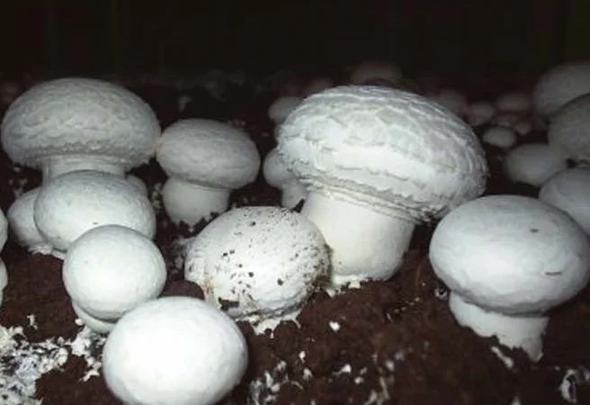 Мицелий шампиньонов зерновой первичный (не пересажен!) высылаю из Киева новой почтой - фото № 10