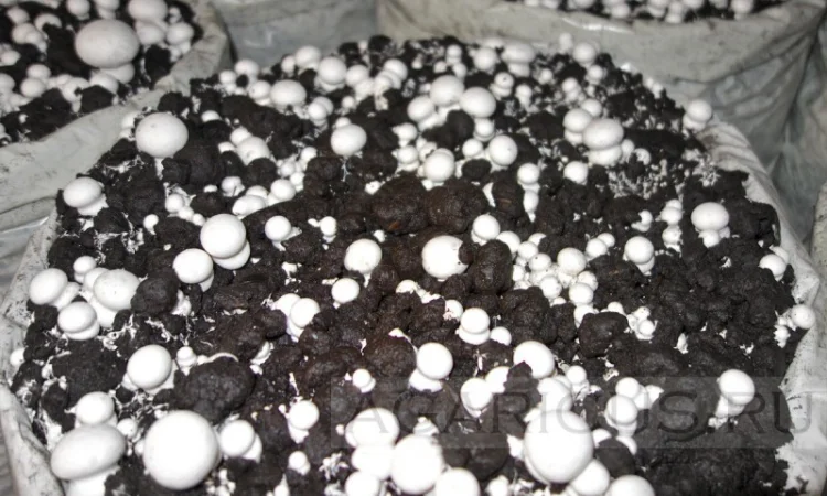 Мицелий шампиньонов зерновой первичный (не пересажен!) высылаю из Киева новой почтой - фото № 4