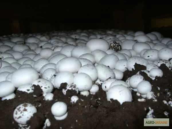 Мицелий шампиньонов зерновой первичный (не пересажен!) высылаю из Киева новой почтой - фото № 6