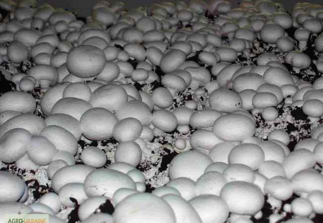 Мицелий шампиньонов зерновой первичный (не пересажен!) высылаю из Киева новой почтой - фото № 7