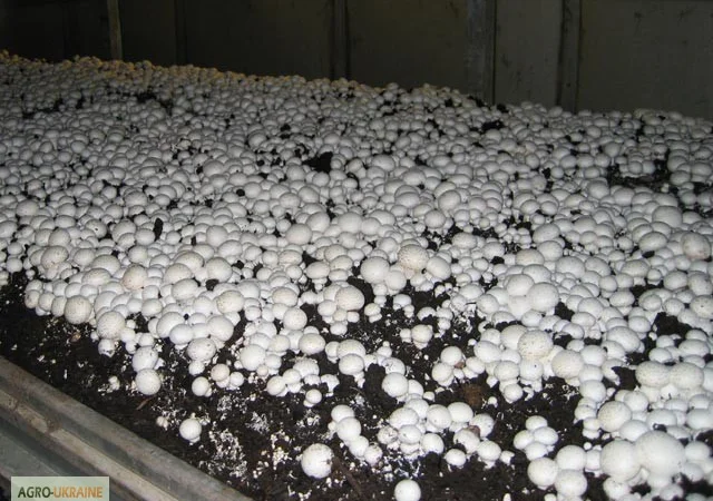 Мицелий шампиньонов зерновой первичный (не пересажен!) высылаю из Киева новой почтой - фото № 8