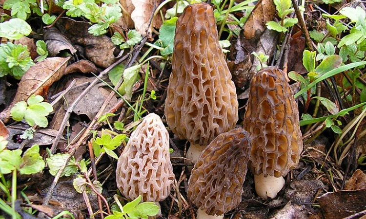 Рассада (мицелий грибов) Сморчок высокий для выращивания грибов в огороде,  саду - фото № 1