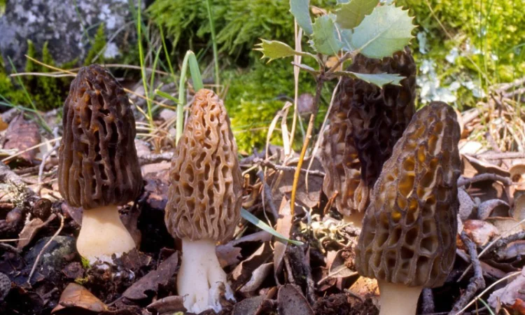 Рассада (мицелий грибов) Сморчок высокий для выращивания грибов в огороде,  саду - фото № 2