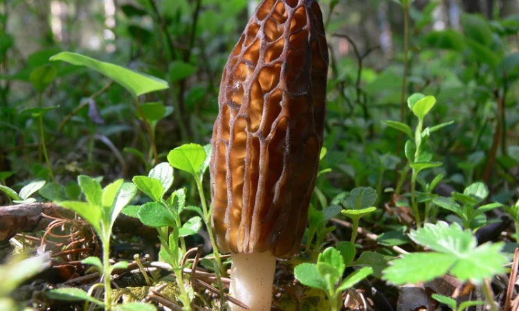 Семена сморчков - мицелий (грибница) Сморчок конический - рассада грибов - фото № 2