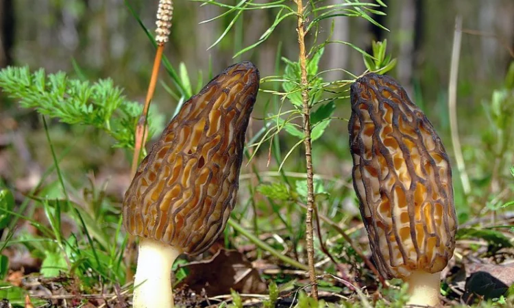 Семена сморчков - мицелий (грибница) Сморчок конический - рассада грибов - фото № 3