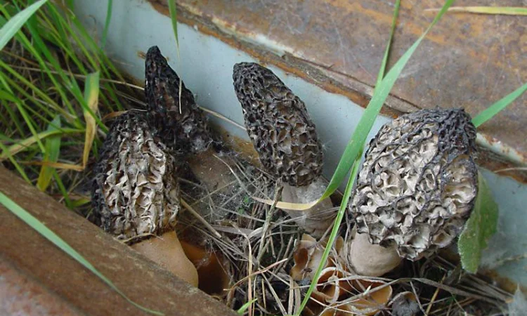 Семена сморчков - мицелий (грибница) Сморчок конический - рассада грибов - фото № 4