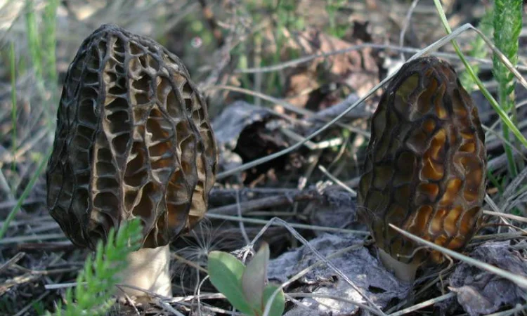 Семена сморчков - мицелий (грибница) Сморчок конический - рассада грибов - фото № 5