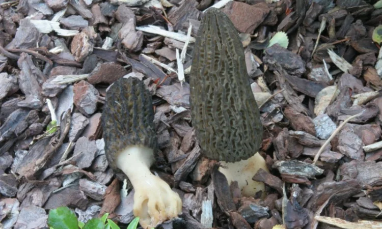 Семена сморчков - мицелий (грибница) Сморчок конический - рассада грибов - фото № 6