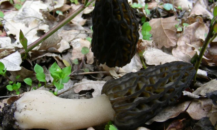 Семена сморчков - мицелий (грибница) Сморчок конический - рассада грибов - фото № 7