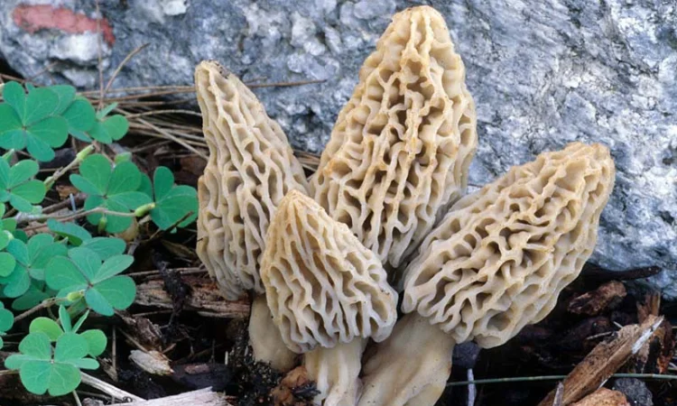 Рассада сморчков - качественный мицелий (семена) Сморчок деликатесный - фото № 2