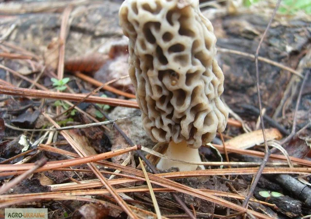 Рассада сморчков - качественный мицелий (семена) Сморчок деликатесный - фото № 3