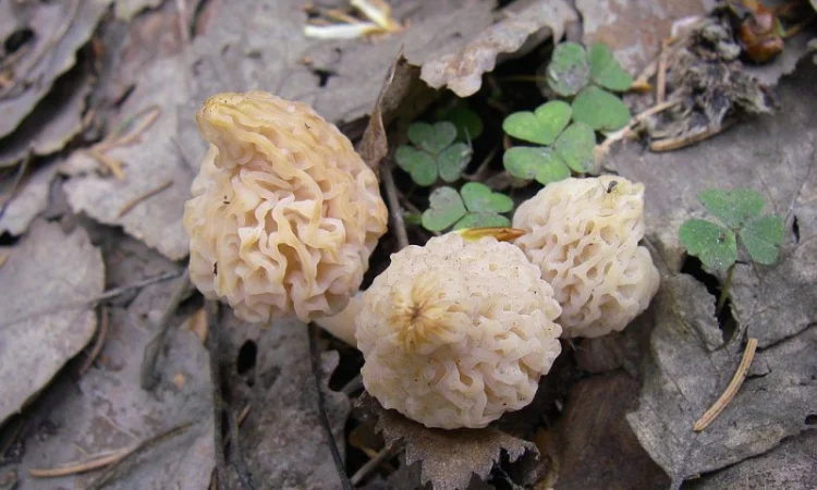 Рассада сморчков - качественный мицелий (семена) Сморчок деликатесный - фото № 4