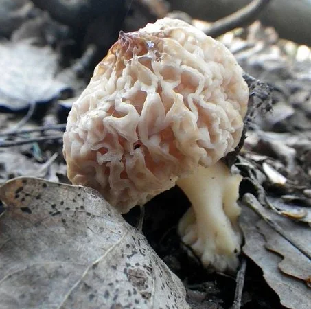 Рассада сморчков - качественный мицелий (семена) Сморчок деликатесный - фото № 5