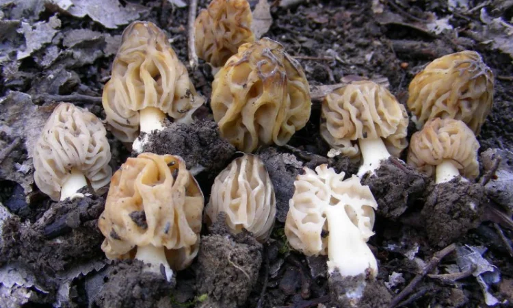 Рассада сморчков - качественный мицелий (семена) Сморчок деликатесный - фото № 6