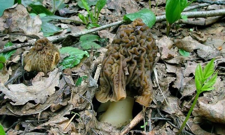 Выращивание сморчков на приусадебном участке. Мицелий сморчков. Сморчковая шапочка - фото № 1