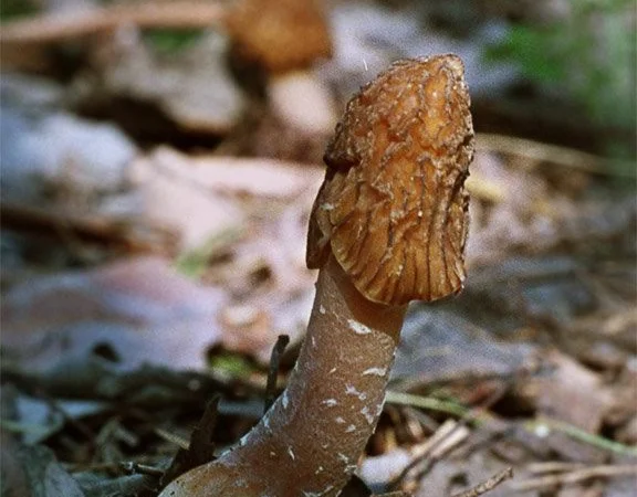 Выращивание сморчков на приусадебном участке. Мицелий сморчков. Сморчковая шапочка - фото № 10