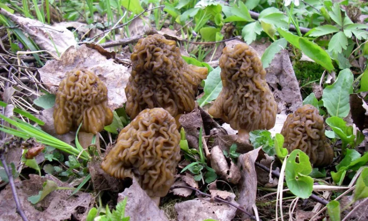 Выращивание сморчков на приусадебном участке. Мицелий сморчков. Сморчковая шапочка - фото № 11