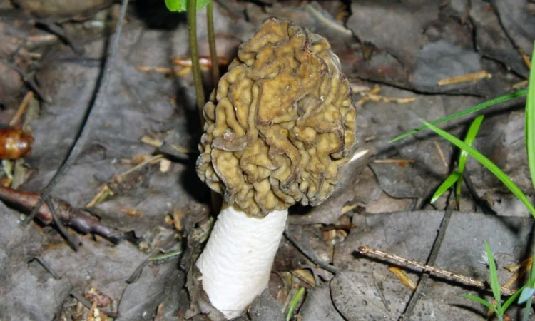 Выращивание сморчков на приусадебном участке. Мицелий сморчков. Сморчковая шапочка - фото № 2