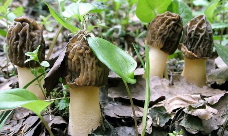 Выращивание сморчков на приусадебном участке. Мицелий сморчков. Сморчковая шапочка - фото № 3