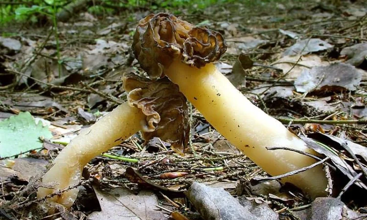 Выращивание сморчков на приусадебном участке. Мицелий сморчков. Сморчковая шапочка - фото № 4