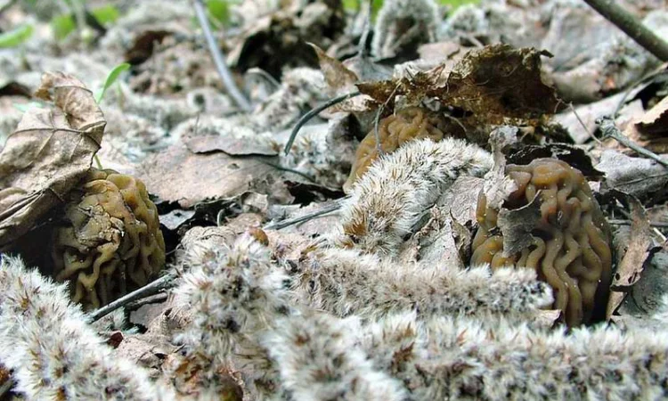 Выращивание сморчков на приусадебном участке. Мицелий сморчков. Сморчковая шапочка - фото № 5