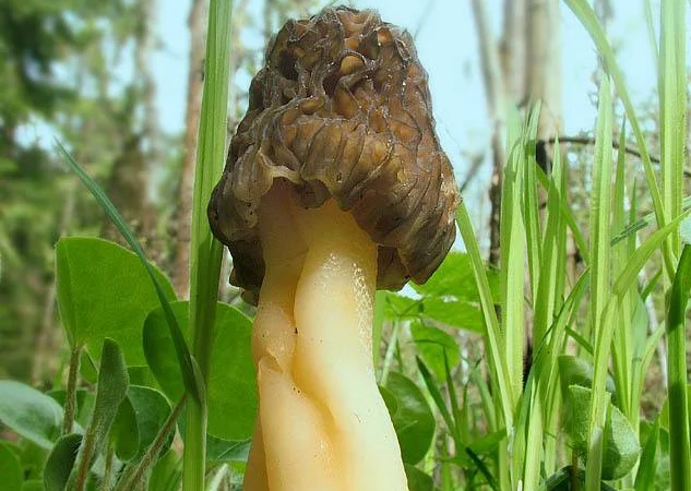 Выращивание сморчков на приусадебном участке. Мицелий сморчков. Сморчковая шапочка - фото № 6