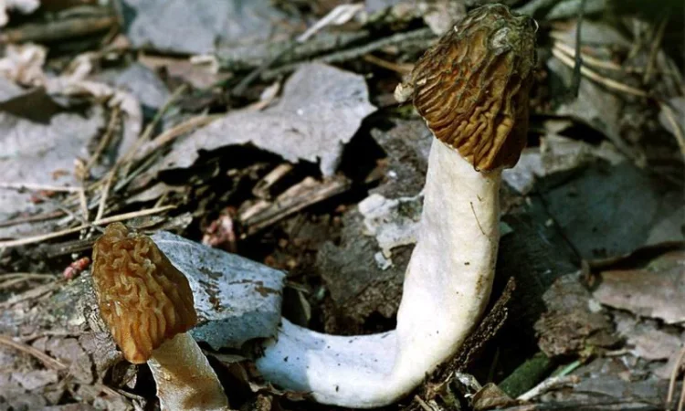 Выращивание сморчков на приусадебном участке. Мицелий сморчков. Сморчковая шапочка - фото № 8