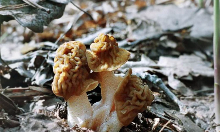 Выращивание сморчков на приусадебном участке. Мицелий сморчков. Сморчковая шапочка - фото № 9