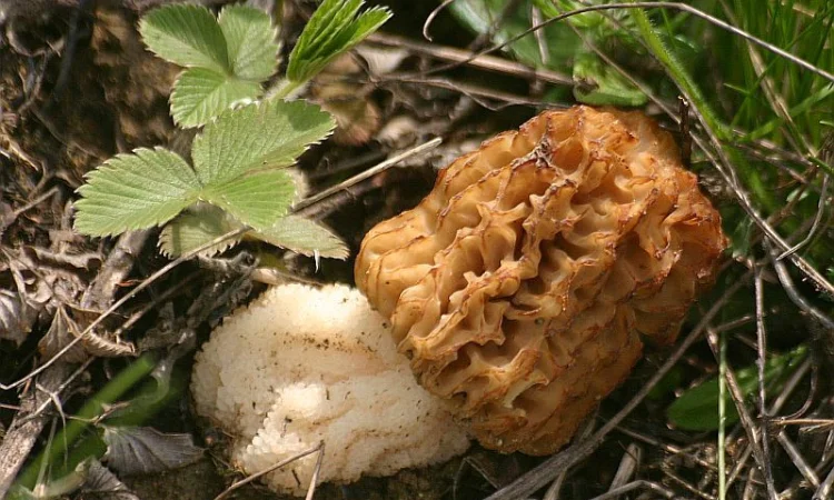 Мицелий сморчков - фото № 2