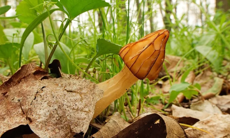 Мицелий сморчков - фото № 11