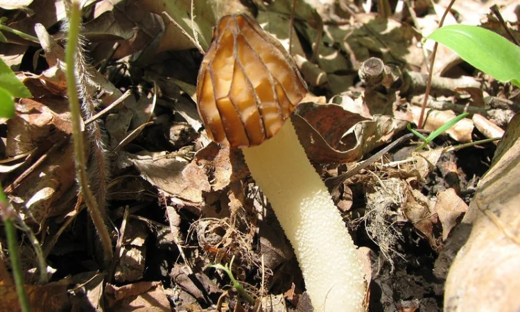 Мицелий сморчков - фото № 10