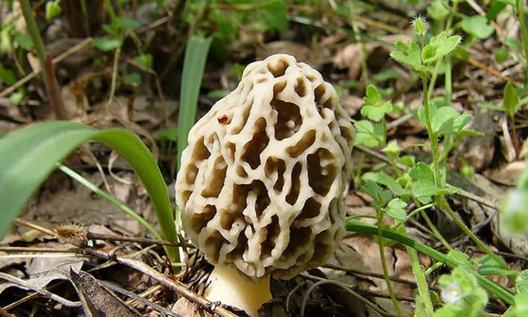 Мицелий сморчков - фото № 7