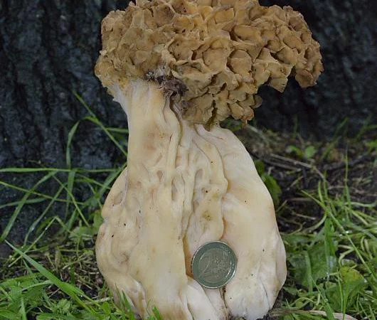 Мицелий сморчков - фото № 19