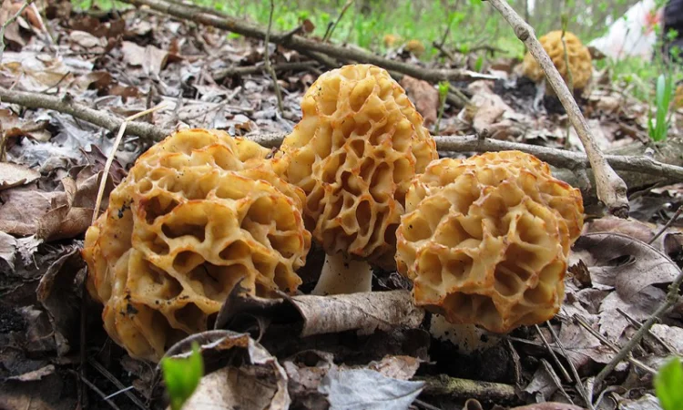 Мицелий сморчков - фото № 3