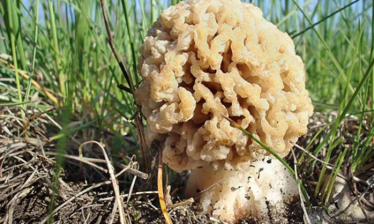 Мицелий сморчков - фото № 18