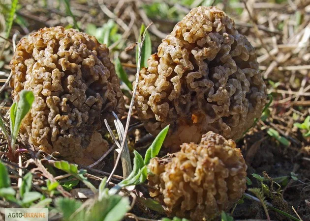 Мицелий сморчков - фото № 17