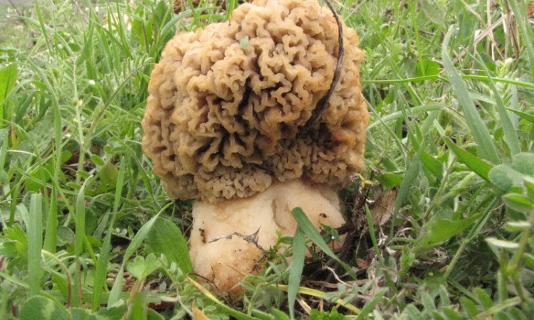 Мицелий сморчков - фото № 16