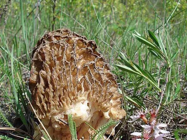 Мицелий сморчков - фото № 15