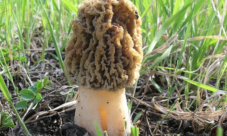 Мицелий сморчков - фото № 14