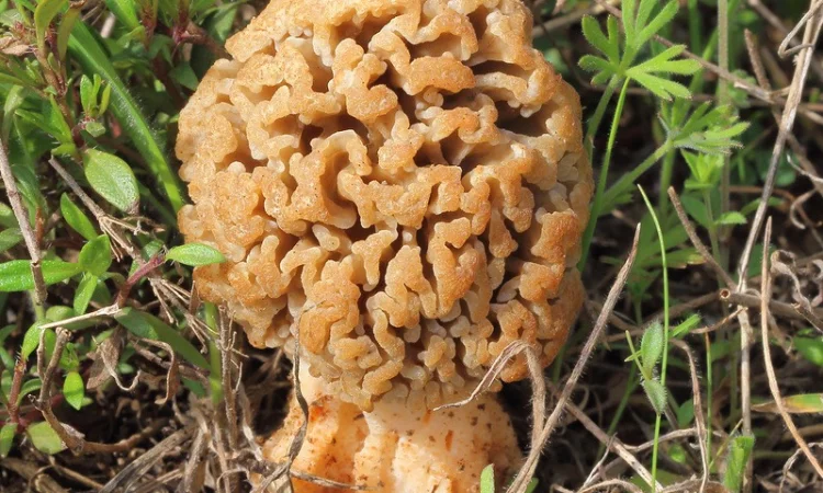 Мицелий сморчков - фото № 13