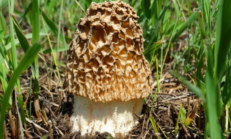 Мицелий сморчков - фото № 12