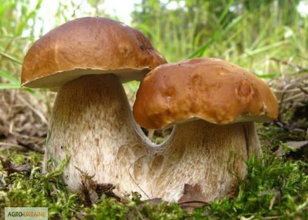 Мицелий белых грибов зерновой первичный с гарантией всхожести - фото № 1