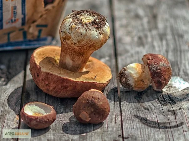 Мицелий белых грибов зерновой первичный с гарантией всхожести - фото № 2